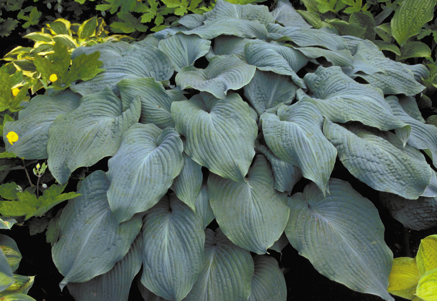 Hosta sieboldiana 'Blue Angel'